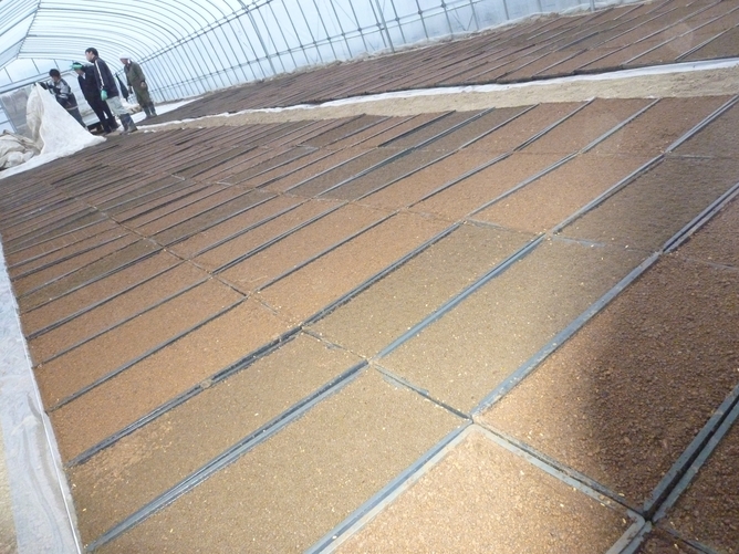2010.04.14 tanemaki .JPG